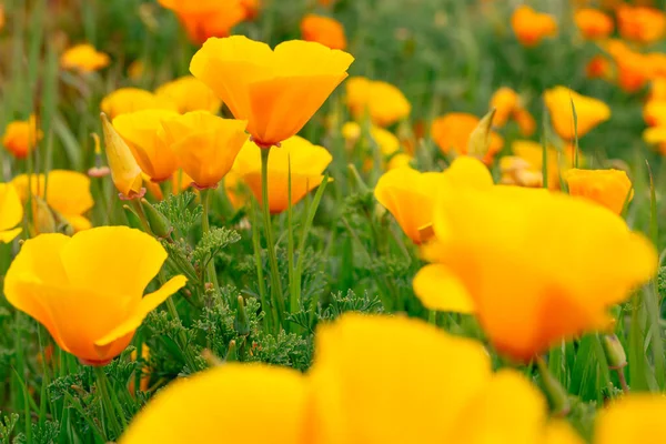 Golden Poppies Close California State Flower Bloom Early Spring Season Stock Picture