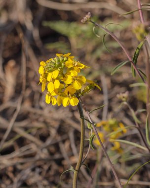Batı Wallflower (Erysimum Capitatum), Prairie Roket Çiçeği veya Kaliforniya Merkez Sahili 'nde çölde açan kum tepeciği.