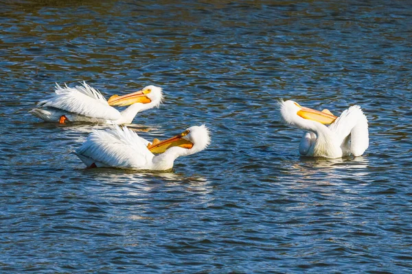 Amerikansk Vit Pelikan Flock Pelikaner Flyter Vatten Sjön Vid Solnedgången — Stockfoto