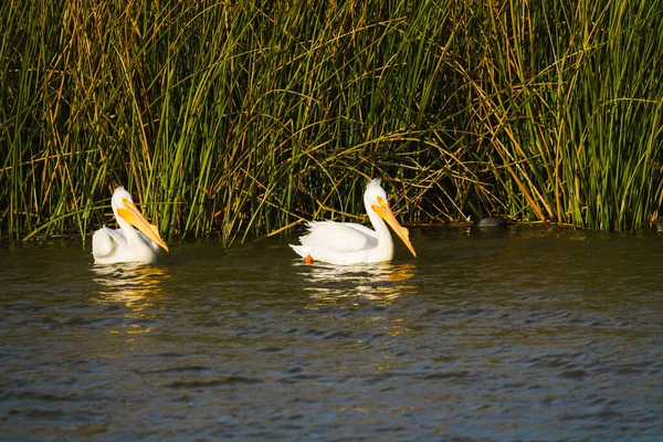 Американський Білий Пелікан Два Білих Пеліканів Які Плавають Воді Озері — стокове фото