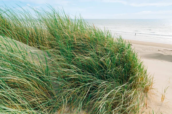 Pasifik Okyanusu kıyısındaki kum tepeleri ve kumsaldaki çimenler (Marram otları) kumda yetişiyor. Arka planda bulutlu bulutlu California manzarası