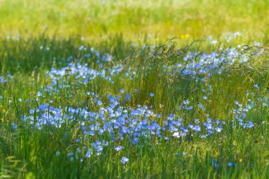 Mavi Gözlü Bebek kır çiçekleri. Carrizo Uçak Ulusal Anıtı, Orta Kaliforniya 'da Süper Çiçek