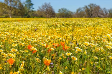 Bir kır çiçeği çayırı. Kaliforniya 'da süper çiçek mevsimi. Renkli çiçekli arka plan, güneşli bir gün.