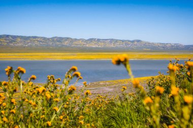 Carrizo Plain Ulusal Anıtı, Kaliforniya 'da kır çiçekleri süper çiçek açtı