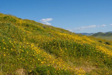 Yaban çiçekleriyle kaplı tepeler ve dağlar, California süper çiçek mevsimi, Carrizo Plain Ulusal Anıtı
