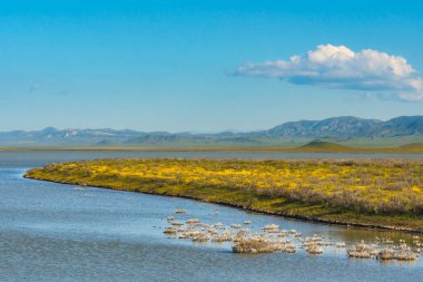 Soda Gölü suyla dolu ve kır çiçekleri Carrizo Plain Ulusal Anıtı 'nda çiçek açıyor.