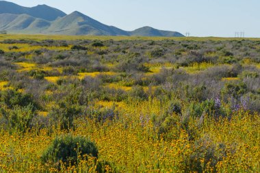 Soda Gölü suyla dolu ve kır çiçekleri Carrizo Plain Ulusal Anıtı 'nda çiçek açıyor.
