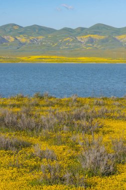 Soda Gölü 'nde süperçiçek. Orta Kaliforniya 'daki Carrizo Ovası Ulusal Anıtı, süper kır çiçeklerinin açtığı sarı, turuncu ve mor renklerle kaplıdır.