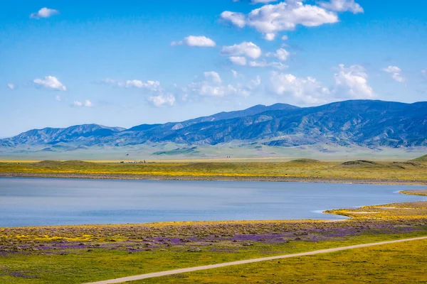 stock image Superbloom at Soda Lake. Carrizo Plain National Monument in central California is covered in swaths of yellow, orange and purple from a super bloom of wildflowers