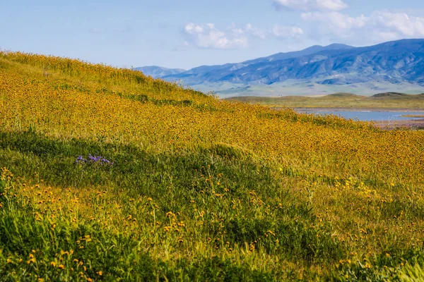 stock image Super bloom of orange Fiddleneck near Soda Lake in Carrizo Plane National Monument, central California