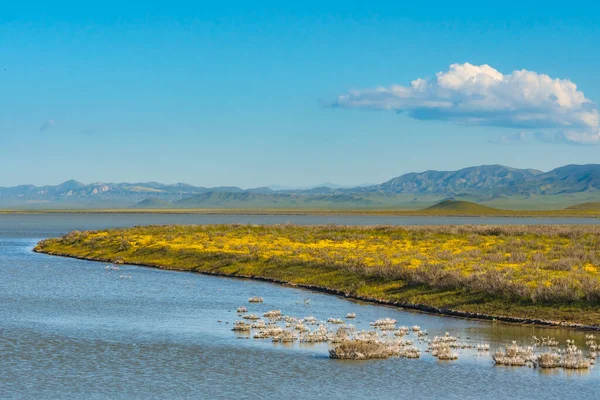 在加利福尼亚州中部的卡里佐平原名胜古迹 苏达湖盛满了水 野花盛开 — 图库照片