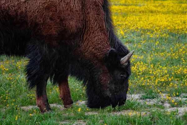 Amerikan Bizonu Çayırda Otluyor Vahşi Hayvan Yakın Plan — Stok fotoğraf