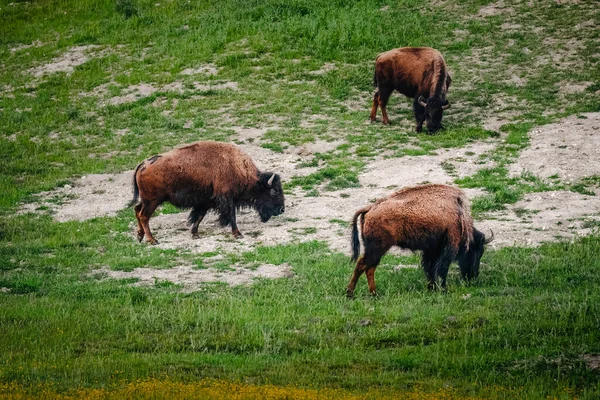 美洲野牛在春天的草地上吃草 野生动物特写 — 图库照片