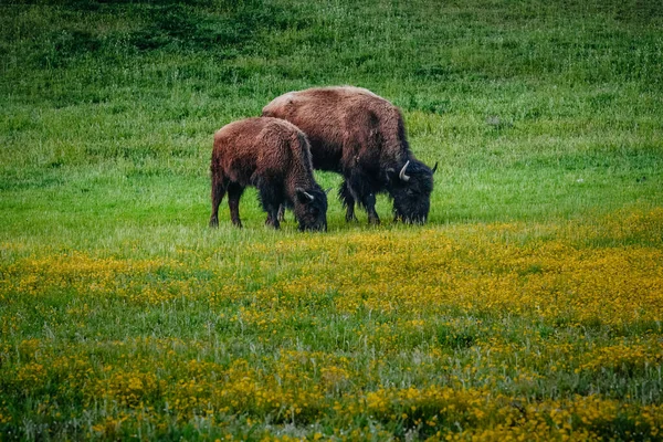 American Bison Grazing Spring Meadow Wild Animals Close — Stock Photo, Image
