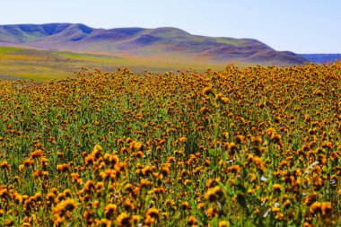 Vahşi çiçek çayırı, güneşli Kaliforniya 'da süper çiçek mevsimi. Güneşli bir günde mavi, mor ve sarı çiçekli renkli çayır.