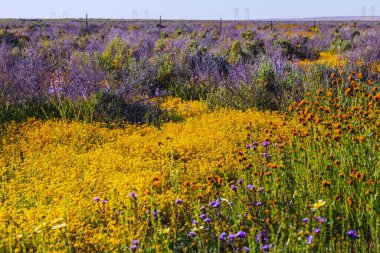 Vahşi çiçek çayırı, güneşli Kaliforniya 'da süper çiçek mevsimi. Güneşli bir günde mavi, mor ve sarı çiçekli renkli çayır.