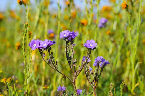 Wildflower Meadow Super Bloom Season Sunny California Colorful Flowering Meadow — Stock Photo, Image