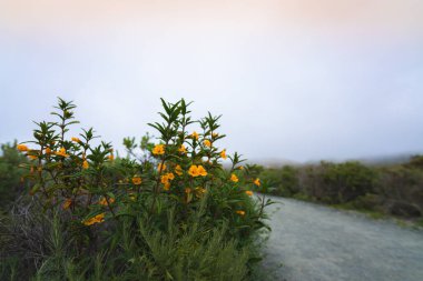 Çalı Maymun Çiçeği, güzel turuncu-sarı çiçekli uzun çalılık, çiçek açmış Mimulus aurantiacus (Diplacus). Montana de Oro Eyalet Parkı, Kaliforniya kıyı şeridi