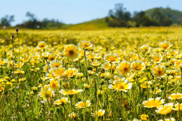 野の花の草原 カリフォルニアの超開花期 カラフルな花の背景 明るい晴れた日 — ストック写真