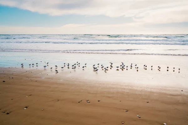 Морской Пейзаж Силуэт Пернатых Птиц Пляже Облачным Небом Заднем Плане — стоковое фото