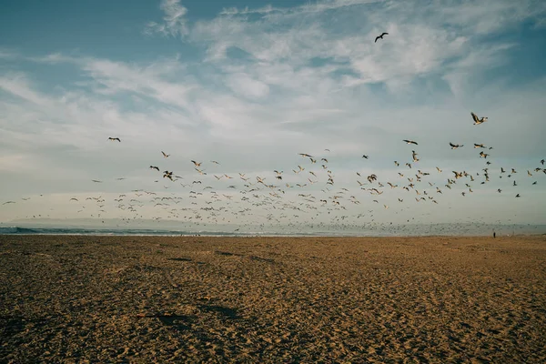 Широкий Песчаный Пляж Стадо Птиц Летающих Пляжу Красивое Облачное Небо — стоковое фото