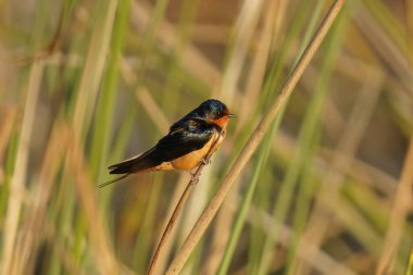 Barn Swallow gölün ortasındaki bataklık çimlerine tünemiş. Serçe büyüklüğünde kırlangıçlar, yetişkinler parlak bir şekilde koyu mavi, paslı ve tarçınla işaretlenmişlerdir. Küçük, güzel bir kuşa yakın çekim