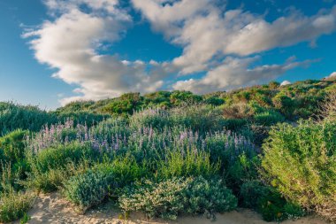 Vahşi yaşam alanı. Çalılar ve kır çiçekleri. Gümüş Lupine Kolonisi (Lupinus argenteus), çiçek açmış bezelye gibi mavi kır çiçekleri ve arka planda bulutlu gökyüzü.