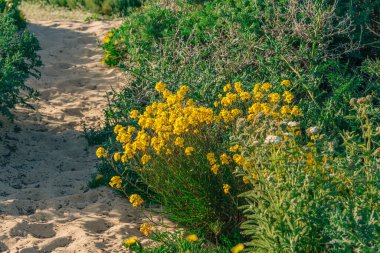 Baharda çölde kır çiçekleri açar. Bir Batı Duvarçiçeği (Erysimum Capatum), parlak sarı kır çiçekleri