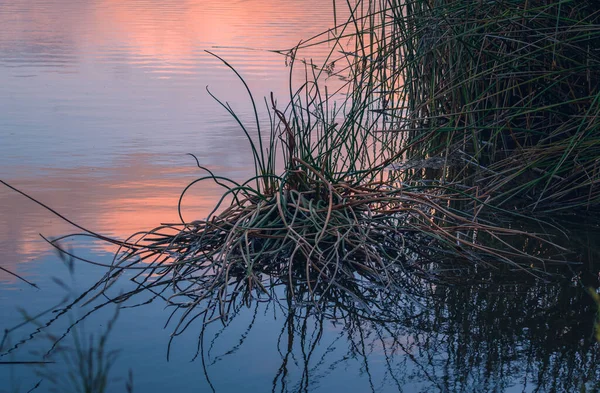stock image Marsh grass, and calm water surface of the lake reflects pink sky after sunset. oso Flaco Lake natural area, California
