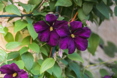 Bahçede koyu mavi klematis çiçekleri var. Clematis. Başkan yakın plan..