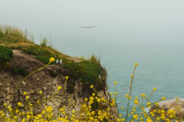 Kasvetli, sisli, bulutlu bir günde Rocky sahili. Pasifik Okyanusu, martılar, ve kumsaldaki kır çiçekleri, manzaralı deniz manzarası, metin için kopya alanı