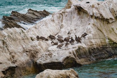 Okyanustaki kayalık kayalıkları ve Kaliforniya 'nın bulutlu bir gününde kahverengi pelikan sürüsü