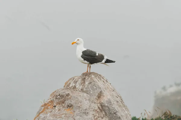 Rocky Beach Seagull Sitting Cliff Top Foggy Overcast Day California — Stock Photo, Image