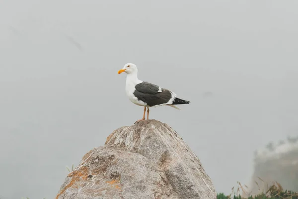 Playa Rocosa Gaviota Sentadas Cima Acantilado Día Nublado Niebla Costa — Foto de Stock