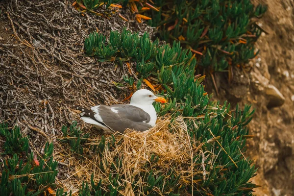 Möwe Auf Dem Nest Auf Einer Felsigen Klippe Der Kalifornischen — Stockfoto