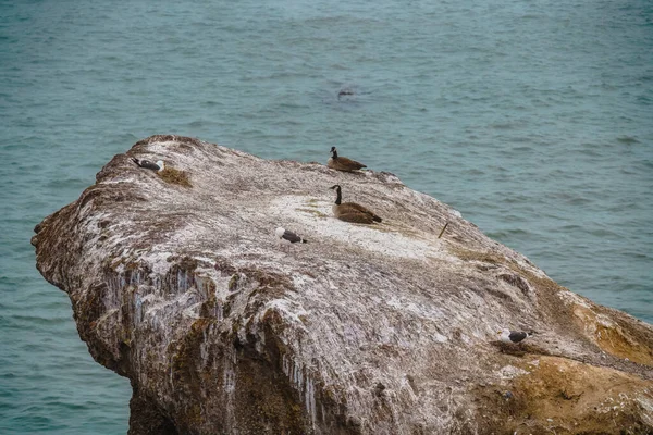 Canada Geese Sitting Cliff Top California Coastline — Stock Photo, Image
