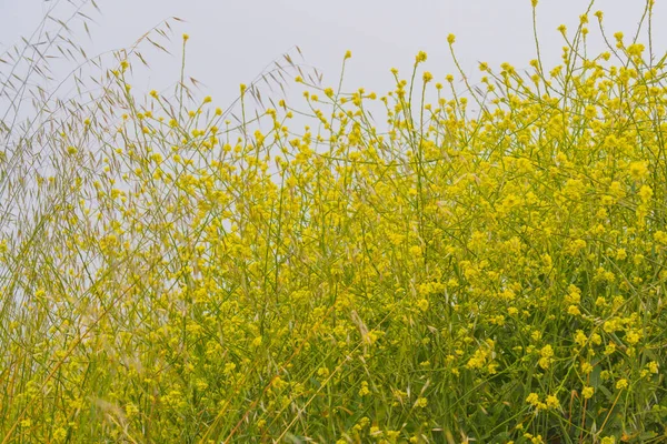 Floraison Jaune Fleurs Sauvages Moutarde Sur Plage Par Une Journée — Photo