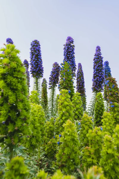 马德拉的骄傲 Pride Madeira Echium Candicans 是一朵雄伟的锥形蓝花 在加利福尼亚的一个阳光灿烂的日子里 海滩上盛开着茂密的灌木 — 图库照片