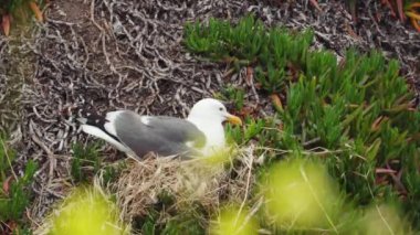 Yuvadaki martı kayalıkların tepesinde