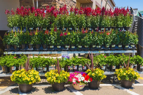 Santa Maria California Mayo 2023 Variedad Plantas Flores Venta Centro —  Fotos de Stock