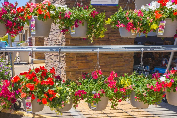 Santa Maria Kalifornia Usa Maja 2023 Różnorodność Roślin Kwiatów Sprzedaż — Zdjęcie stockowe
