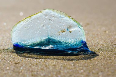 Mavi yelkenli denizanası, ya da rüzgar denizcisi ya da Velella Velella, plaja yakın çekim. Küçük bir yelken organizmanın denizde seyahat etmesini sağlar.