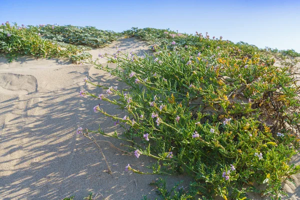 Sandy beach and native plants. Sea Rocket flowers in bloom, beautiful pink wildflowers growing on the sandy beach