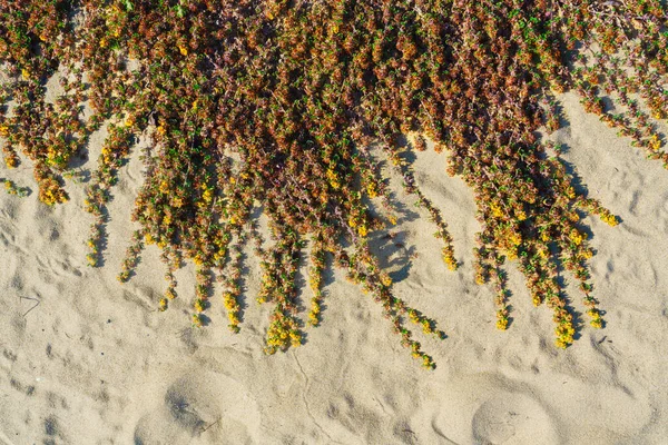 Domorodé Rozkvetlé Pobřežní Rostliny Kalifornské Centrální Pobřeží — Stock fotografie
