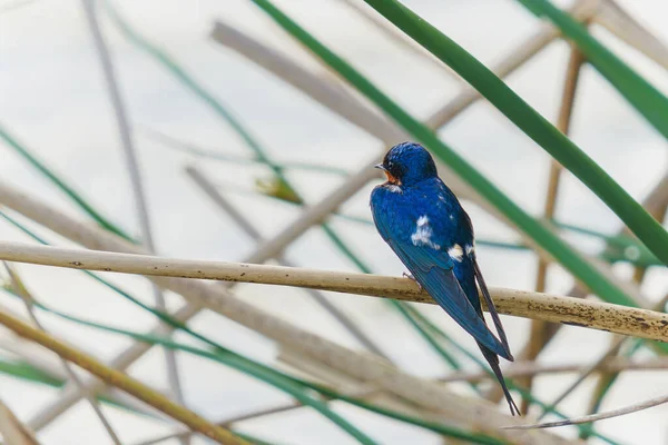 Синій Свальпух Сидів Болотяній Траві Посеред Озера Дорослі Птахи Мають — стокове фото