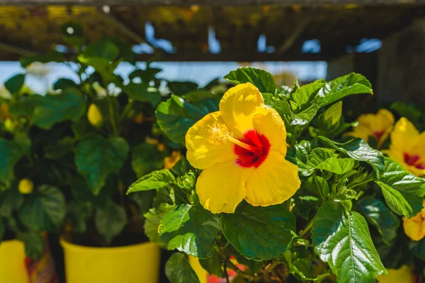 Variety of plants and flowers for sale at a garden nursery. blossom hibiscus in flower pots close-up outdoors on a sunny day.