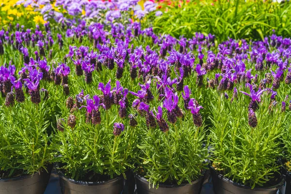 Variety of plants and flowers for sale at a garden nursery. Blossom flowers in flower pots close-up outdoors on a sunny day
