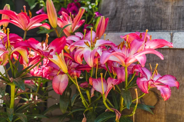 Bahçe Kreşinde Satılık Bitkiler Çiçekler Güneşli Bir Günde Açık Havada — Stok fotoğraf