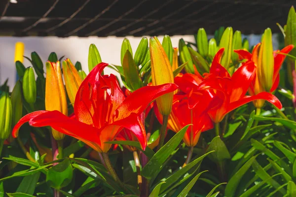 Bahçe Kreşinde Satılık Bitkiler Çiçekler Çiçek Saksılarındaki Zambak — Stok fotoğraf