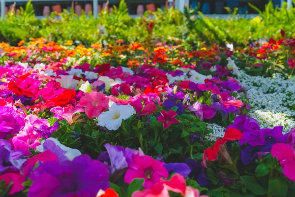 Variety of plants and flowers for sale at a garden nursery. Colorful petunias in flower pots close-up